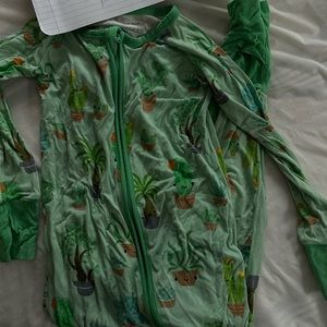 18/24 Succulents zippy 🌵